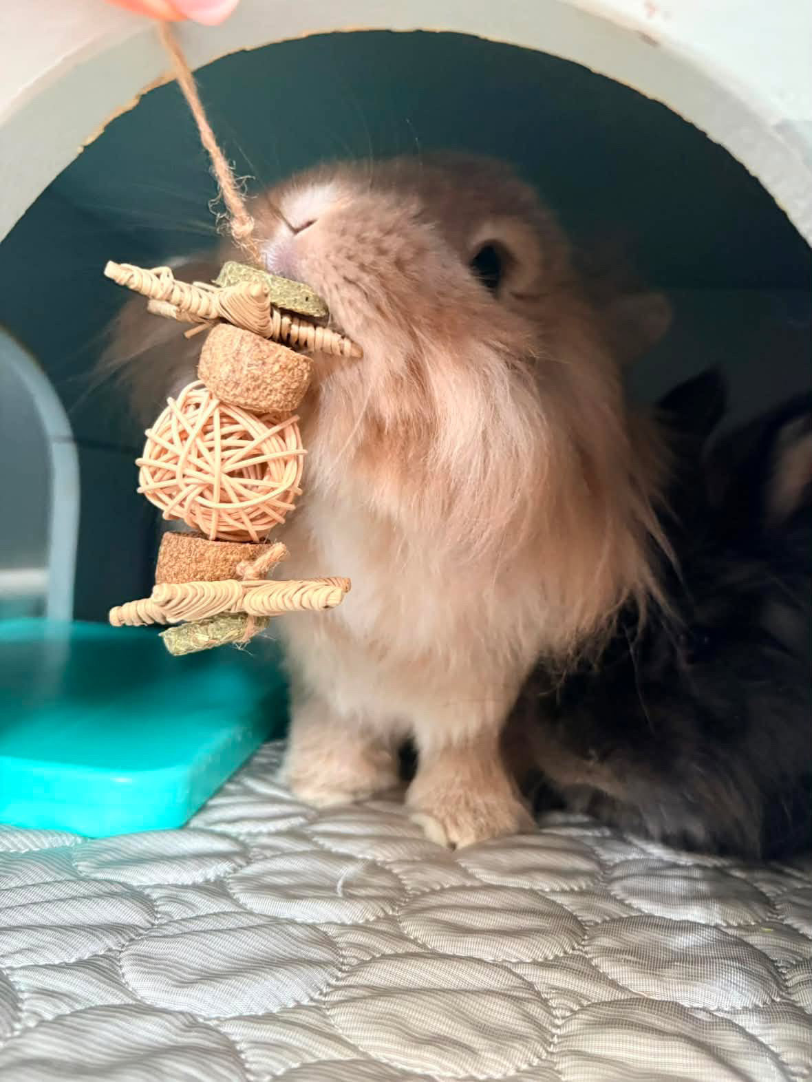 Twinkle Toss Toy