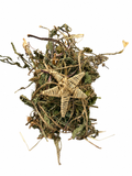 Stargazer Nest