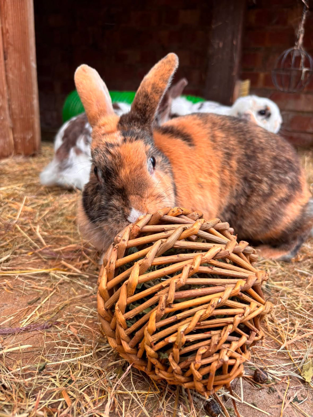 Tumble Leaf Ball