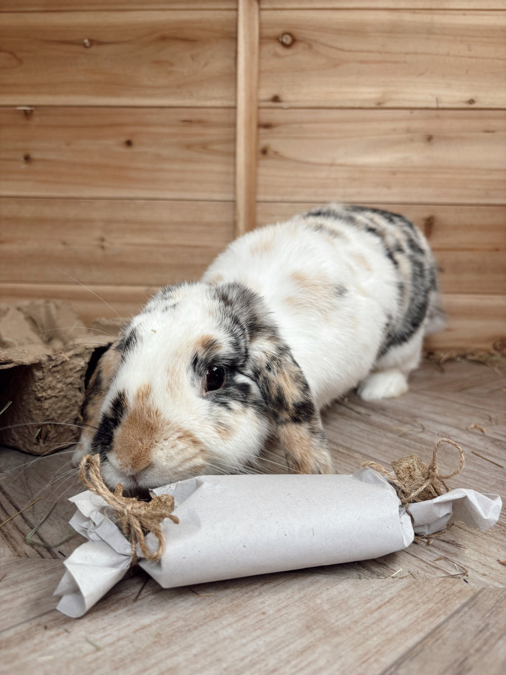 Bunny BonBon
