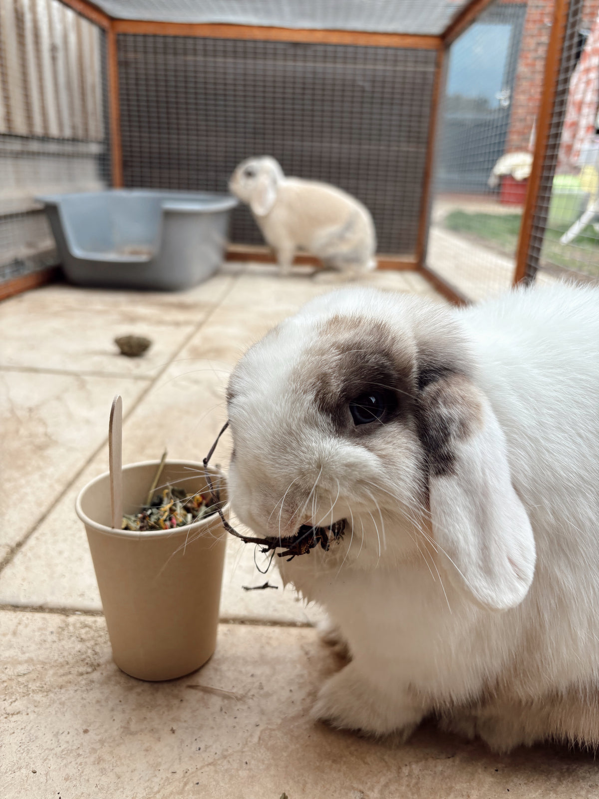 Cavy Cup