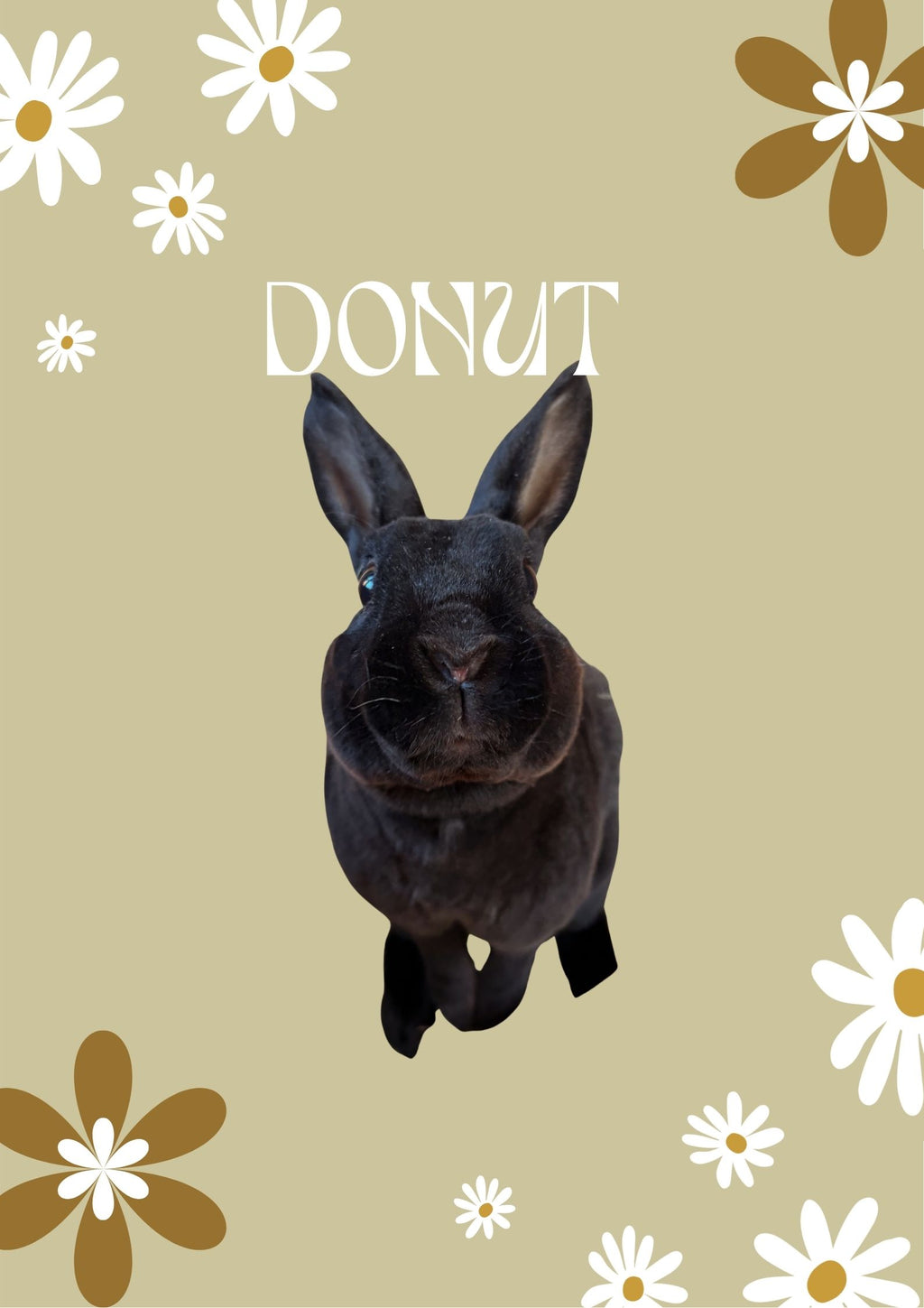 Rabbit Portrait