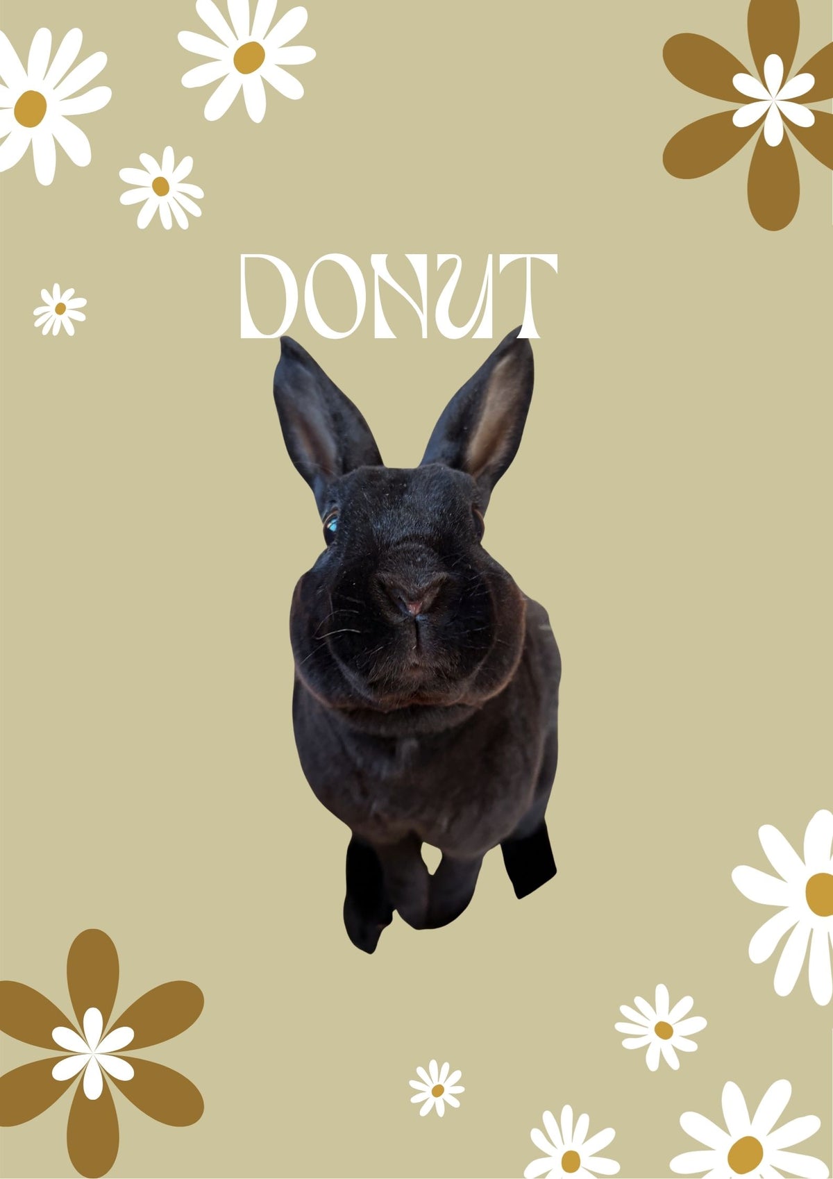 Rabbit Portrait