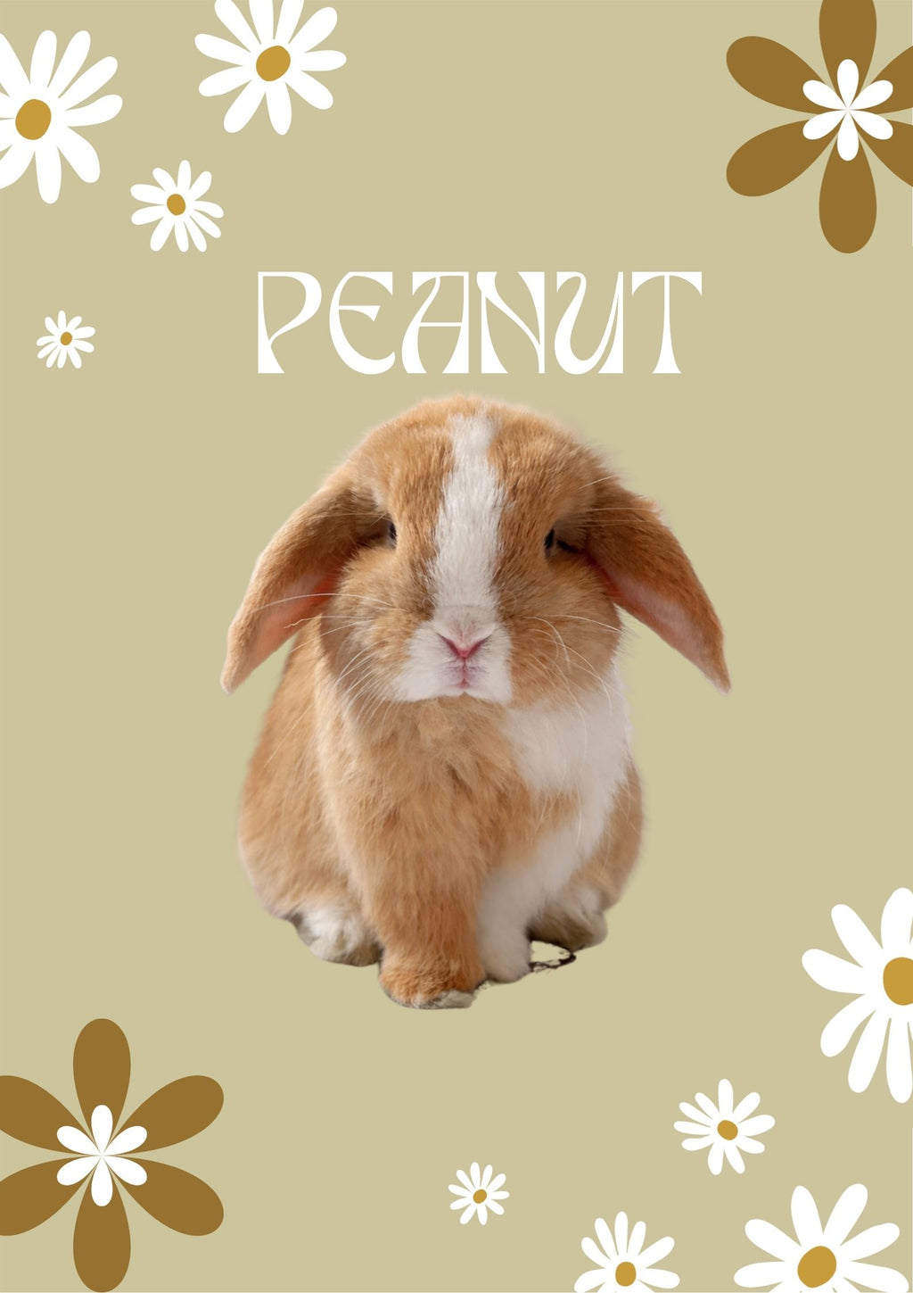 Rabbit Portrait