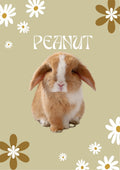 Rabbit Portrait